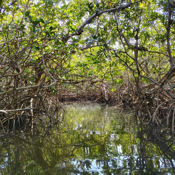 Marathon Kayak - An excellent day in the FL Keys Mangroves - Rafting/Kayaking Near Me - Marathon, Florida