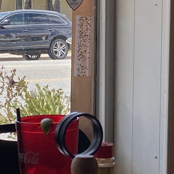 Pat's Bar and Grill - They definitely have a fly issue....but this isn't the best thing to look at when you are trying to enjoy lunch - American Near Me - Hotchkiss, Colorado
