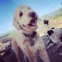 Photo of Dogsters Day Camp & In Home Boarding