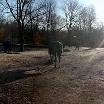 Lamp Post Stables - Horse Boarding Near Me - Louisville, Kentucky