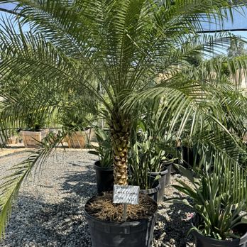 Curby's Nursery - Pygmy Date Palm - Nurseries & Gardening Near Me - Temecula, California