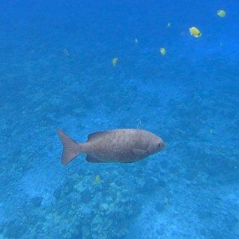 Maui Snorkel Charters - Boat Tours Near Me - Kihei, Hawaii Maui Snorkel Charters - Boat Tours Near Me - Kihei, Hawaii