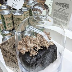 Far West Fungi - Fungi under glass