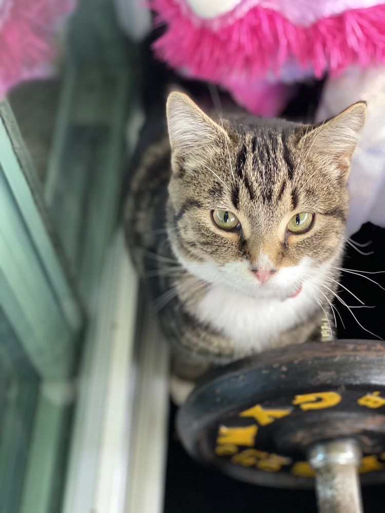 VALLEY DOG AND CAT HOSPITAL Updated September 2024 40 Photos & 25