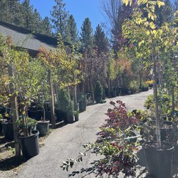 Emingers Mountain Nursery - Outdoor section