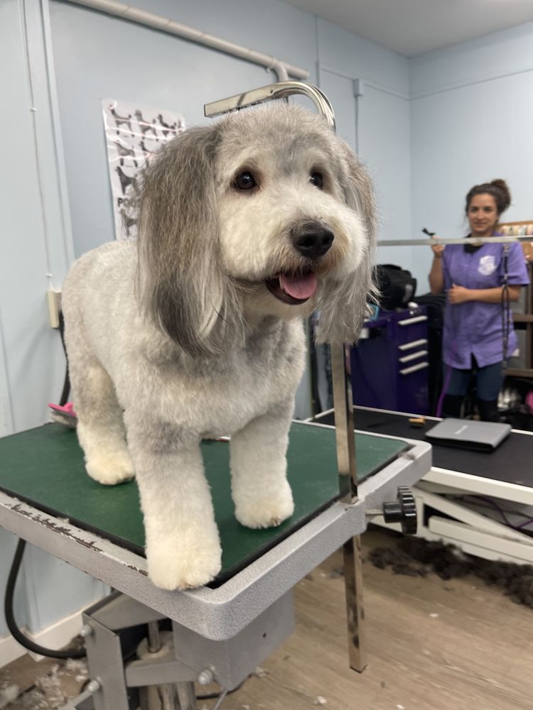 SARA’S SAFE SPACE GROOMING 1137 North 2nd St, El Cajon, California