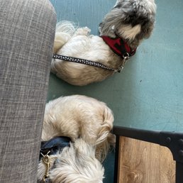 Dog friendly Dog friendly