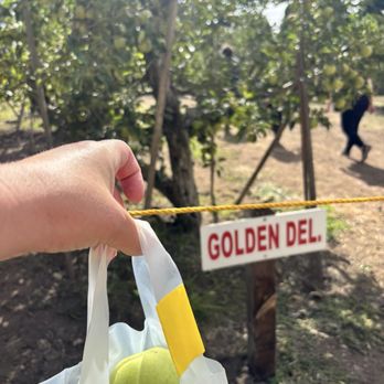 Rileys At Los Rios Rancho - U Pick Apple Orchard - Fruits & Veggies Near Me - Oak Glen, California