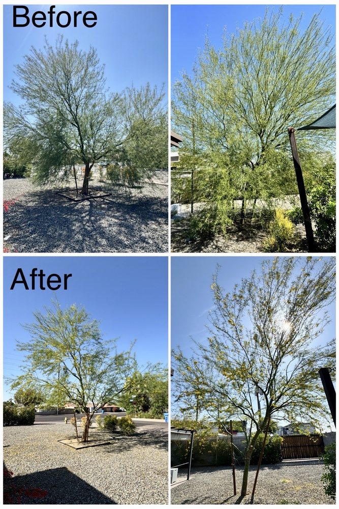 JJ Tree Service - tree service in Phoenix, AZ