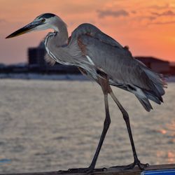 JoAnn Thomason - Coldwell Banker Realty - Meet "Fred" one of our Friendly Blue Heron who frequents the Navarre Pier.