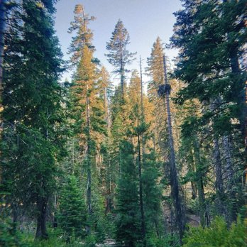 Quaking Aspen Campground - Trees - Campgrounds Near Me - Springville, California Quaking Aspen Campground - Trees - Campgrounds Near Me - Springville, California