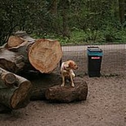 Hundewiese Jahnring / Jahnkampfbahn