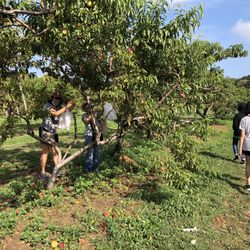 Hayden Peach Orchard - Plenty of room to roam.