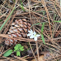 Blue Creek Bay Trail System - Things are blooming!
