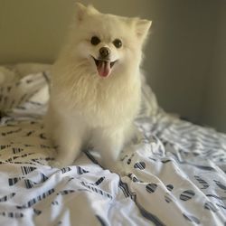 Doggy Stylez - Nice place. Friendly staff! Thank you for taking a good care of my Cece