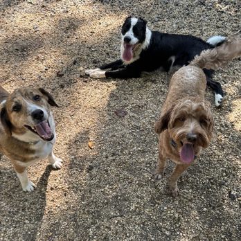 Kats 'N Dogs - Fiji and his friends!!! Dogs being Dogs!! - Dog Walkers Near Me Kats 'N Dogs - Fiji and his friends!!! Dogs being Dogs!! - Dog Walkers Near Me