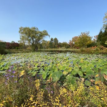 Holden Arboretum - Lotus pond - Botanical Gardens Near Me - Kirtland, Ohio