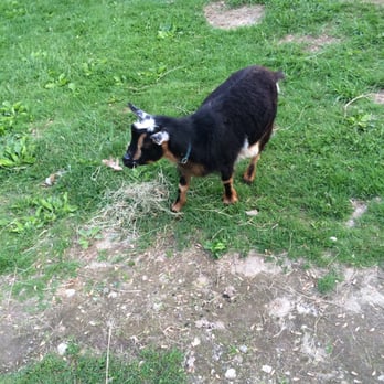 Sunflower Farm Creamery - Rocky!! Sweet boy (1yr old) - Cheese Shops Near Me - Cumberland, Maine
