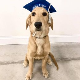 Funny BIG eyed Cali at Graduation Day from Puppy Class I - now on to the Puppy 2!
