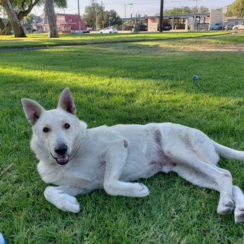 Benosdog Pet Grooming - A supermodel. Obvi. - Pet Groomers Near Me - Ontario, California Benosdog Pet Grooming - A supermodel. Obvi. - Pet Groomers Near Me - Ontario, California