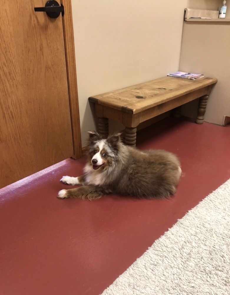 NATURAL PET CARE CENTER Updated September 2024 405 Business Cir, El