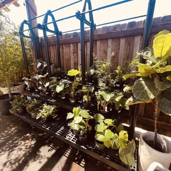 Honey Locust Farms - Plants - Nurseries & Gardening Near Me - Rockwall, Texas