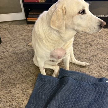 Monterey Animal Clinic - This is the smaller tumor that was questionable whether or not they could take it out but she was able to - Veterinarians Near Me - Stuart, Florida Monterey Animal Clinic - This is the smaller tumor that was questionable whether or not they could take it out but she was able to - Veterinarians Near Me - Stuart, Florida