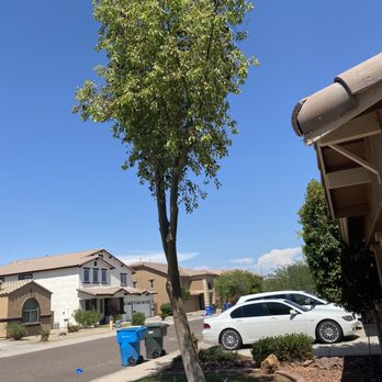 A.C.E.L maintenance - Front yard trim - after - Tree Services Near Me