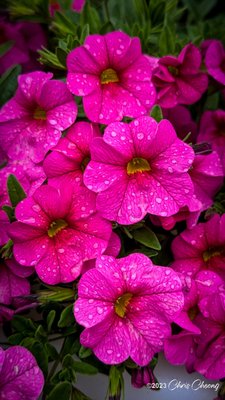 Outlet Collection at Niagara by null