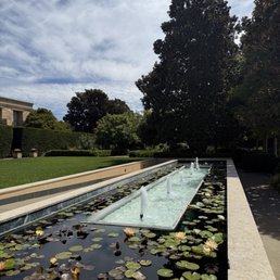 Lily pond