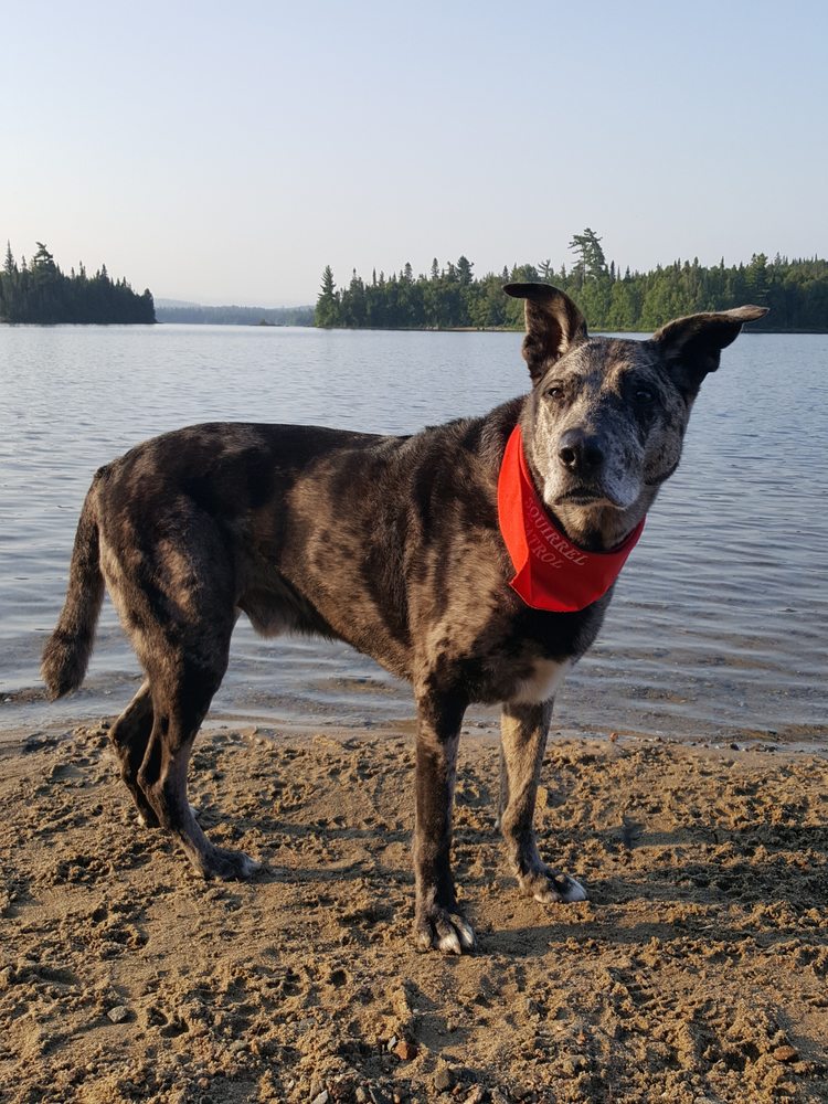 cuttles dog grooming