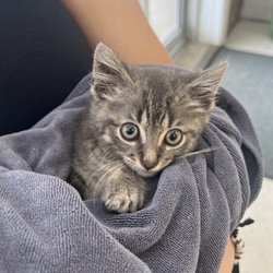 Reliance Animal Hospital - Oscar at his first appointment