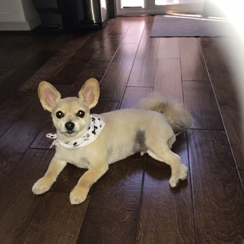 Doggie Depot - Loki always looks so fresh after a spa day with Randae - Pet Groomers Near Me - Brentwood, California