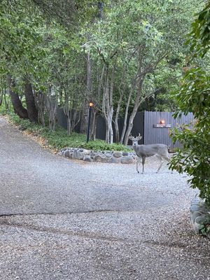 Briar Patch Inn by null