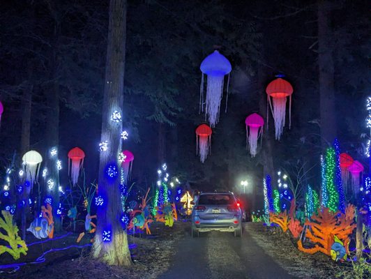 The Lights of Christmas by null