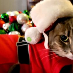 Signal Mountain Veterinary Clinic - My employer wants pictures posted of pets while working remotely and even asked if possible, make a Christmas Theme.  A patient of the Vet