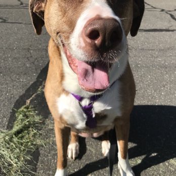 Canis Mountain Dog Training - Pet Services Near Me - Avon, Connecticut