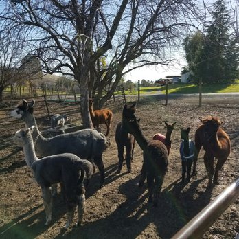 Menagerie Hill Ranch - Tours Near Me - Vacaville, California Menagerie Hill Ranch - Tours Near Me - Vacaville, California
