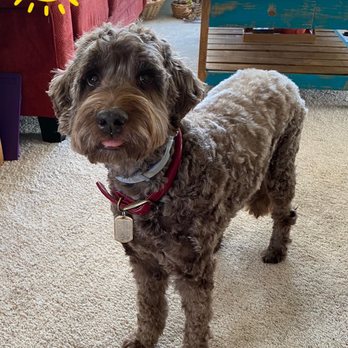 Desoto Veterinary Services - Our old dog is happy to be home after the vets office - Veterinarians Near Me - Arcadia, Florida