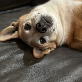 Cookies N Clean - Pet Groomers Near Me - Phoenix, Arizona Cookies N Clean - Pet Groomers Near Me - Phoenix, Arizona
