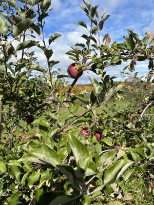 Outhouse Orchards by null