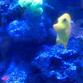 Blue Seas Aquariums - Main tank - Aquarium Services Near Me - Sunrise, Florida Blue Seas Aquariums - Main tank - Aquarium Services Near Me - Sunrise, Florida