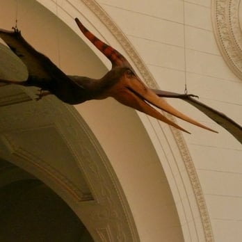 Field Museum - field pterodactyl - Museums Near Me - Chicago, Illinois