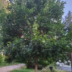 Evans Tree Farm - Maple, the most beautiful shade tree, available in 2 to 25 gallon pots.