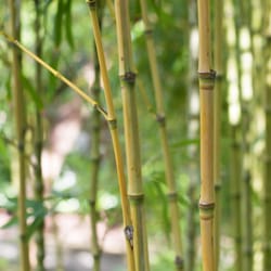 Lydia Akhzar Acupuncture and Herbal Medicine - Bamboo, strong but flexible. Wood element..