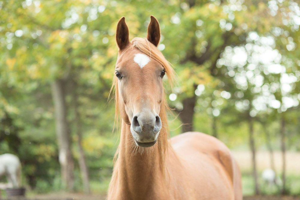 Crystal's Equine Etiquette - equestrian in Watertown, MN