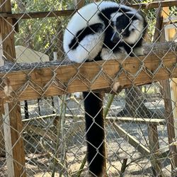 Darby Acres Farm - Lemur