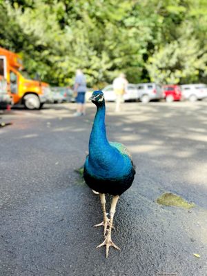 Waimea Valley by null