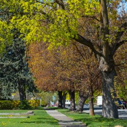 Keyport Arboriculture Consulting