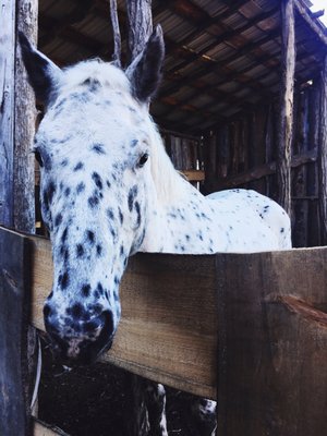 Magic Forest Farm by null